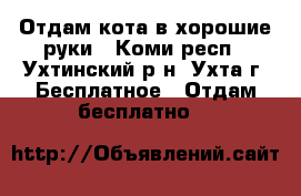 Отдам кота в хорошие руки - Коми респ., Ухтинский р-н, Ухта г. Бесплатное » Отдам бесплатно   